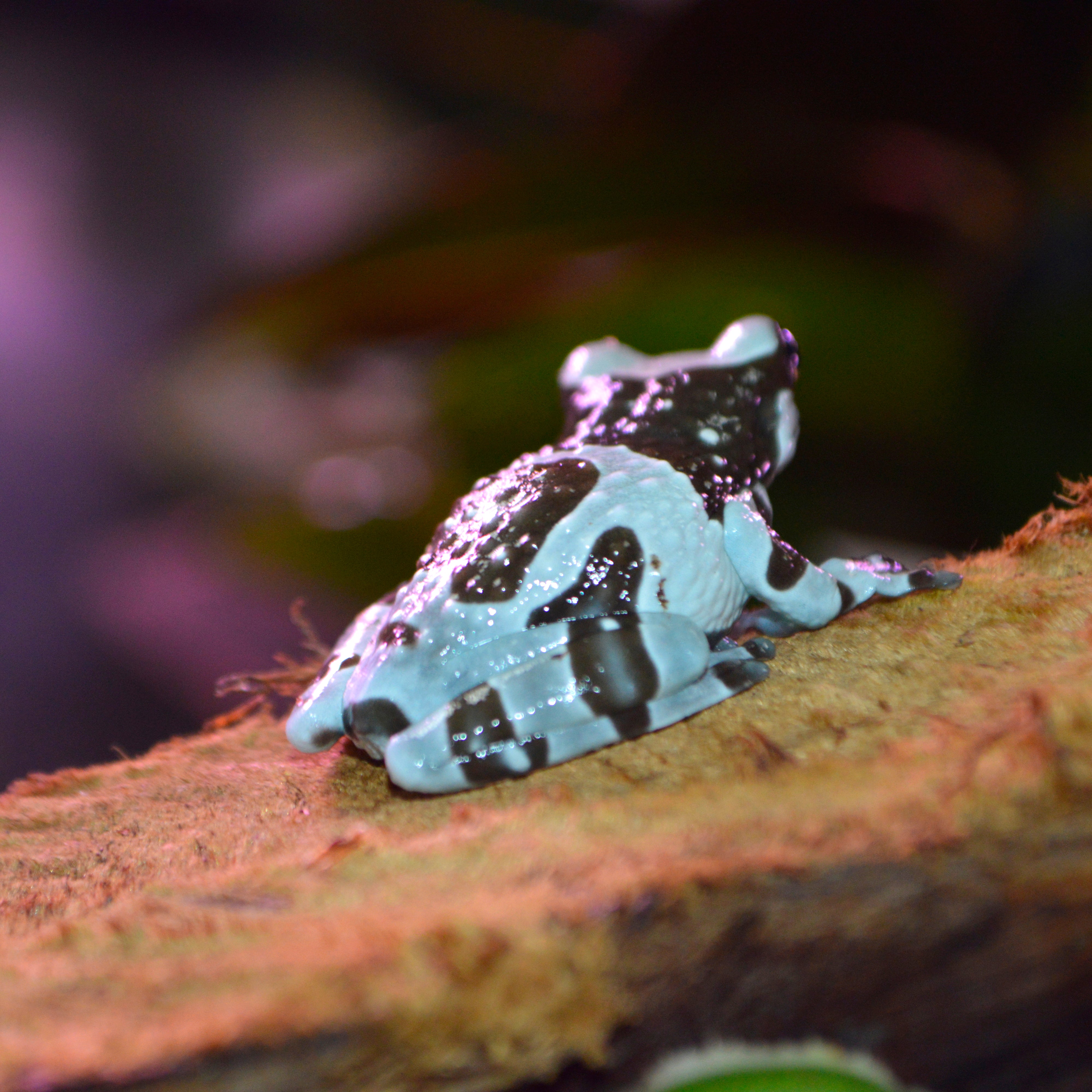 Captive Bred Juvenile Amazon Milk Frogs - Representative Photos