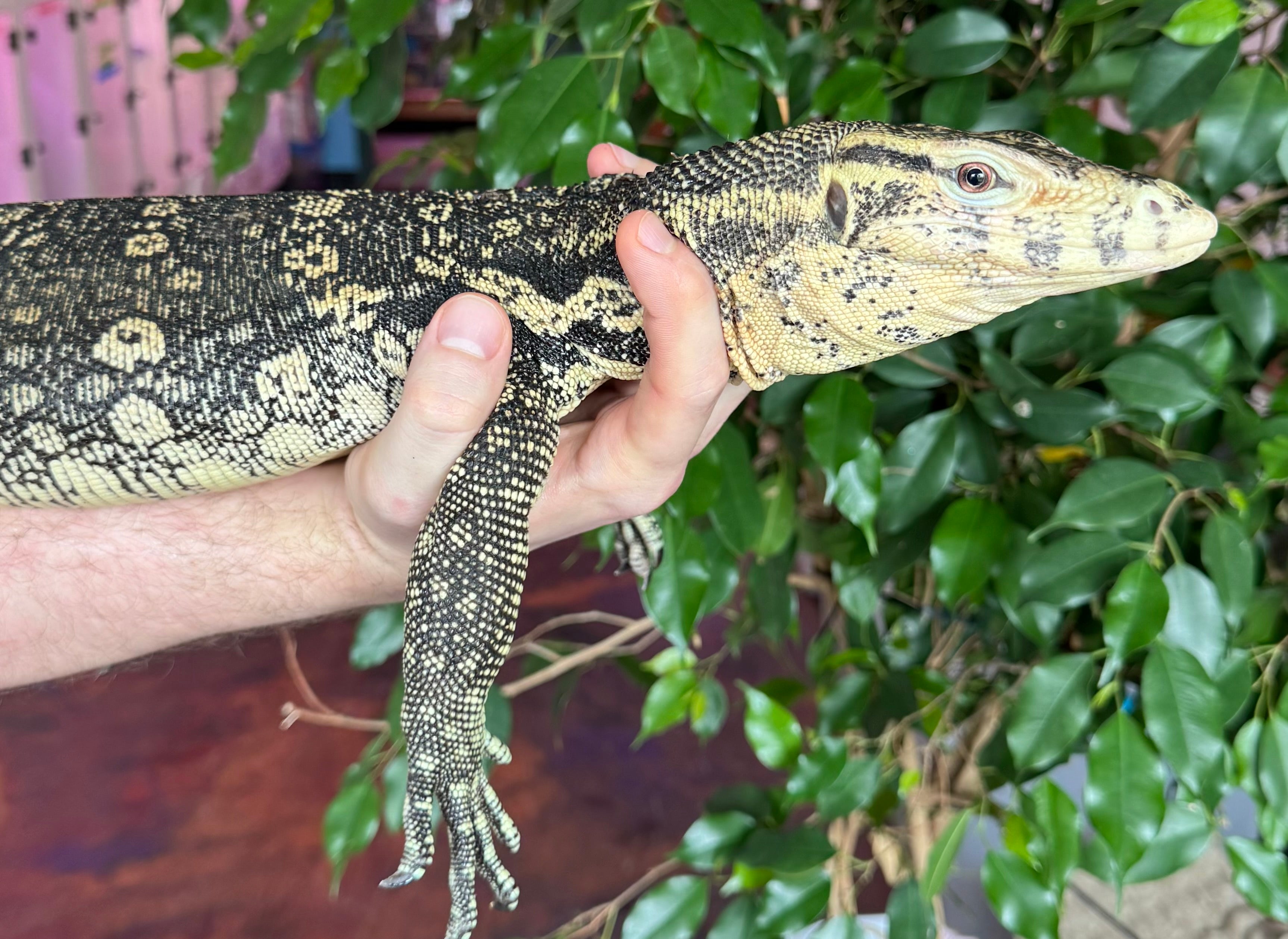 2023 “Flash” x Hypo Celebensis Water Monitor