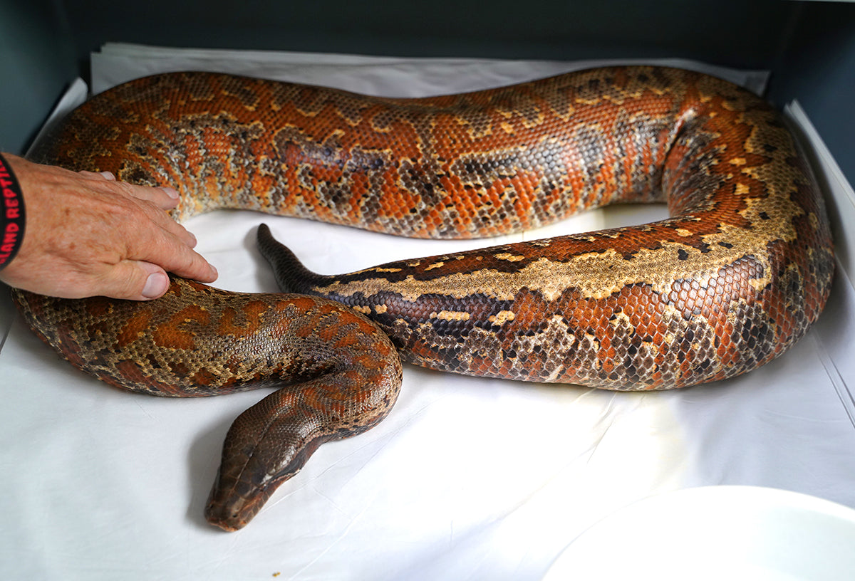 BIG! Proven Breeder Female Batik Blood Python Poss Het TPos Albino - She's THICK