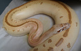 Load image into Gallery viewer, Female Magpie Batik Matrix Het TPos Albino Blood Python - In Shed