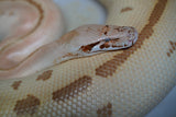 Load image into Gallery viewer, Female Magpie Batik Matrix Het TPos Albino Blood Python - In Shed