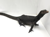 Load image into Gallery viewer, Black Dragon Asian Water Monitor 