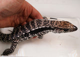 Load image into Gallery viewer, 2023 Male Blue 66% Het Albino Argentine Tegu