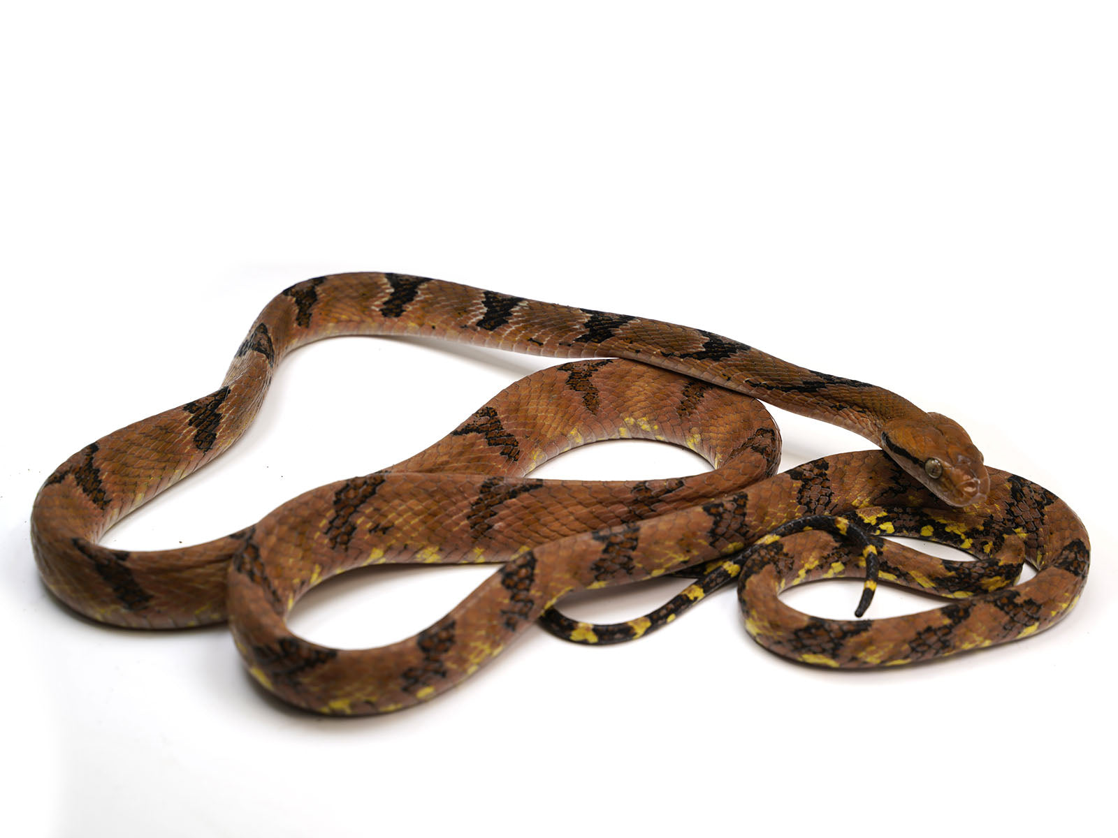 Female Boiga Cynodon "Dog-Toothed Cat Snake" - Well Established Import