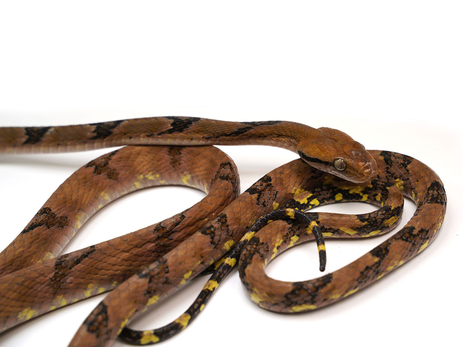 Female Boiga Cynodon "Dog-Toothed Cat Snake" - Well Established Import
