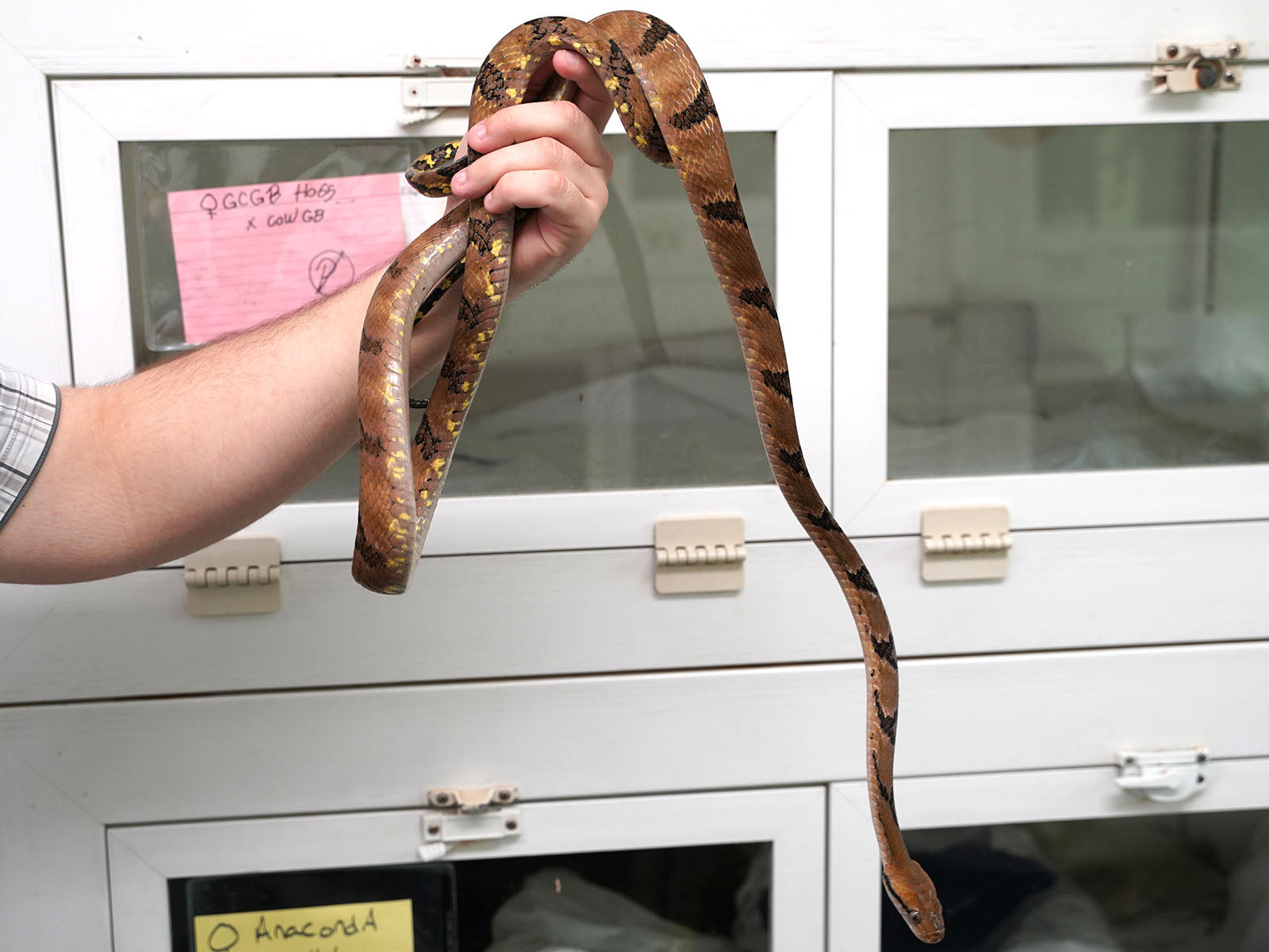 Female Boiga Cynodon "Dog-Toothed Cat Snake" - Well Established Import