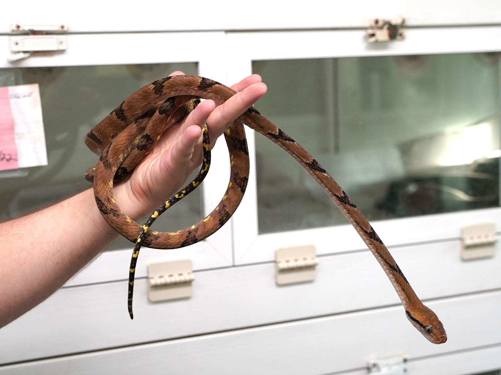 Female Boiga Cynodon "Dog-Toothed Cat Snake" - Well Established Import