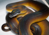 Load image into Gallery viewer, Monster Female Breeder Dalberts Python - Captive Raised Gem