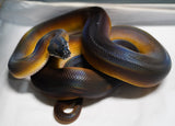 Load image into Gallery viewer, Monster Female Breeder Dalberts Python - Captive Raised Gem