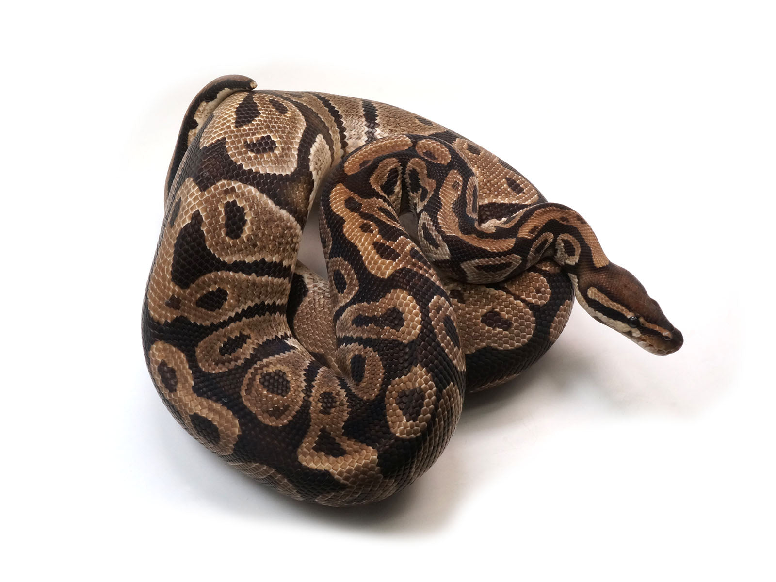 Breeder Male Het Ultra Het Axanthic Het Clown Ball Python