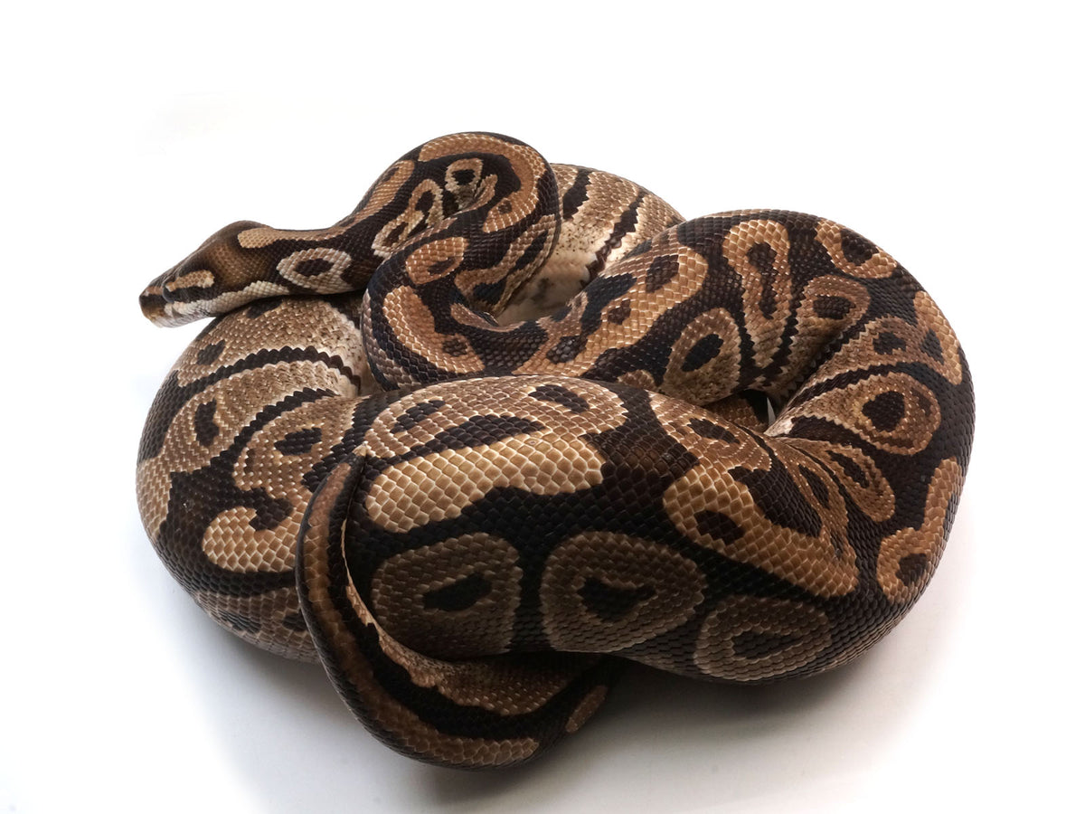 BreederMaleHetUltraHetAxanthic