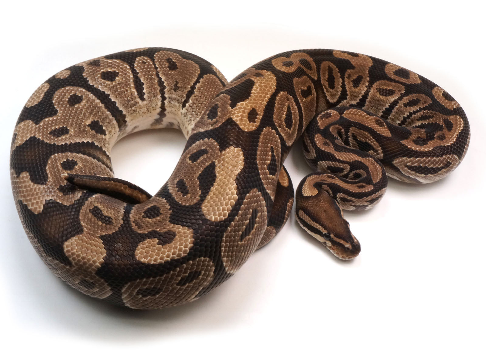 Breeder Male Het Ultra Het Axanthic Het Clown Ball Python