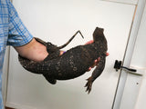 Load image into Gallery viewer, Breeder Male Normal Asian Water Monitor - &quot;Bashar&quot;