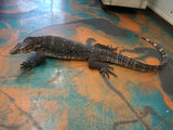 Load image into Gallery viewer, Breeder Male Normal Asian Water Monitor - &quot;Bashar&quot;