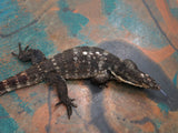 Load image into Gallery viewer, Breeder Male Normal Asian Water Monitor - &quot;Lover Boy&quot;