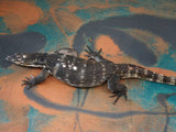 Load image into Gallery viewer, Breeder Male Normal Asian Water Monitor - &quot;Lover Boy&quot;