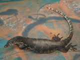 Load image into Gallery viewer, Breeder Male Normal Asian Water Monitor - &quot;Wonder Boy&quot;
