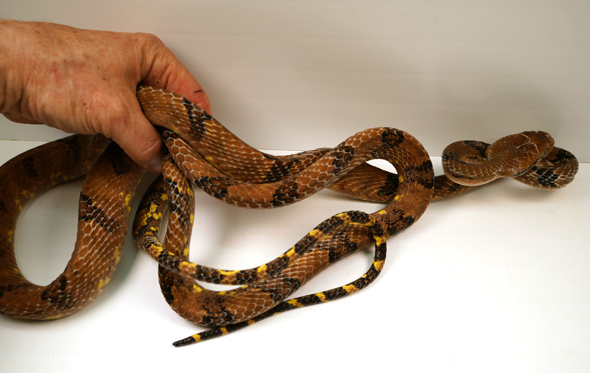 Female Mangrove Dog Toothed Cateye Snake - Established WC Boiga
