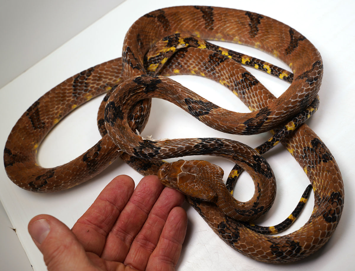 Female Mangrove Dog Toothed Cateye Snake - Established WC Boiga