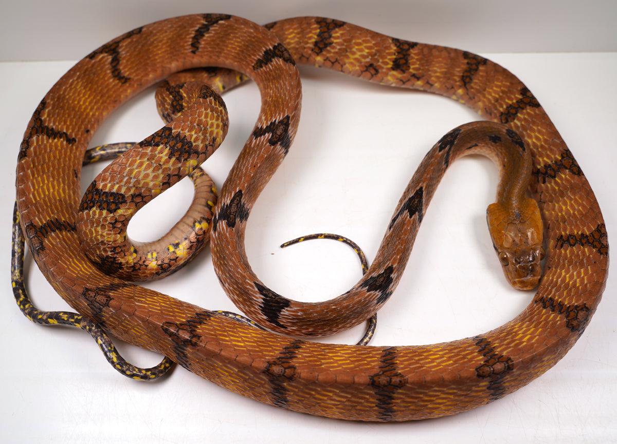 Female Mangrove Dog Toothed Cat Eye Snake - Gorgeous Establsihed Import