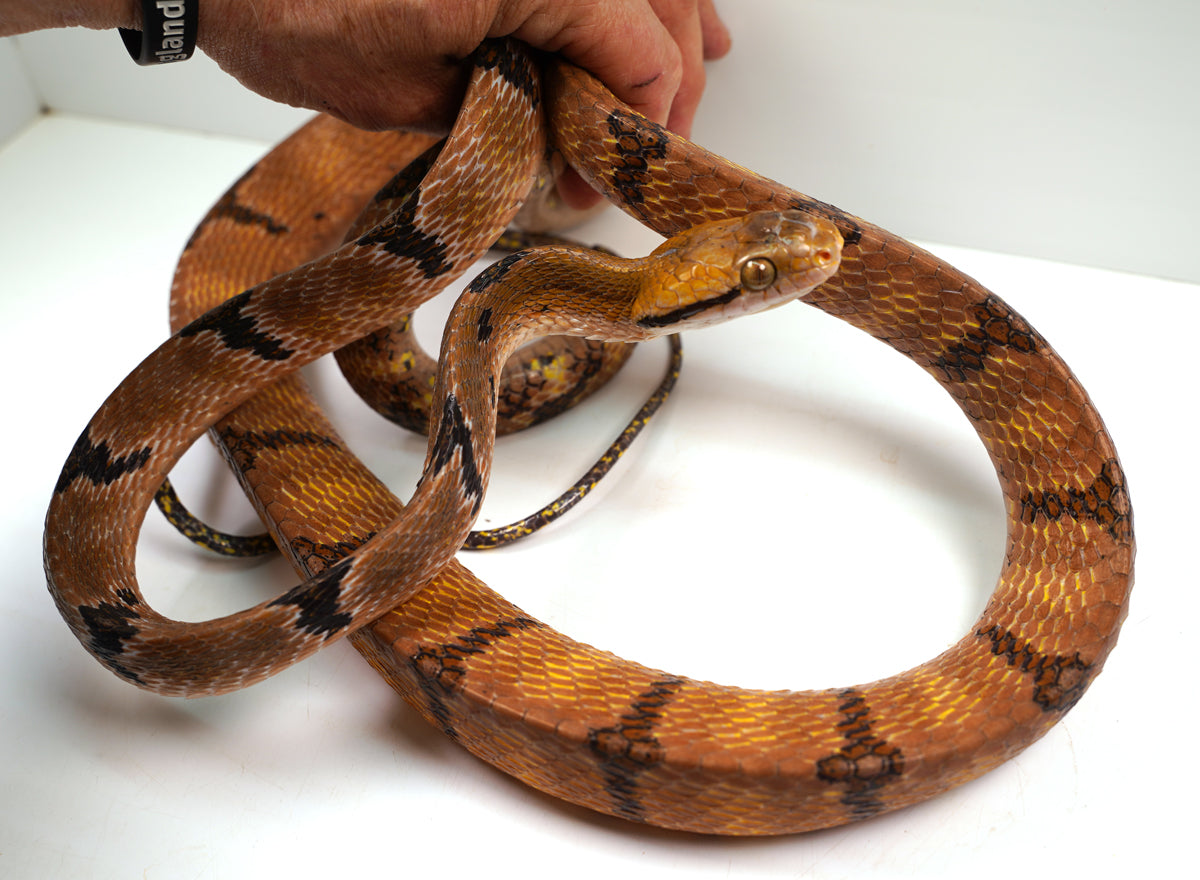 Female Mangrove Dog Toothed Cat Eye Snake - Gorgeous Establsihed Import