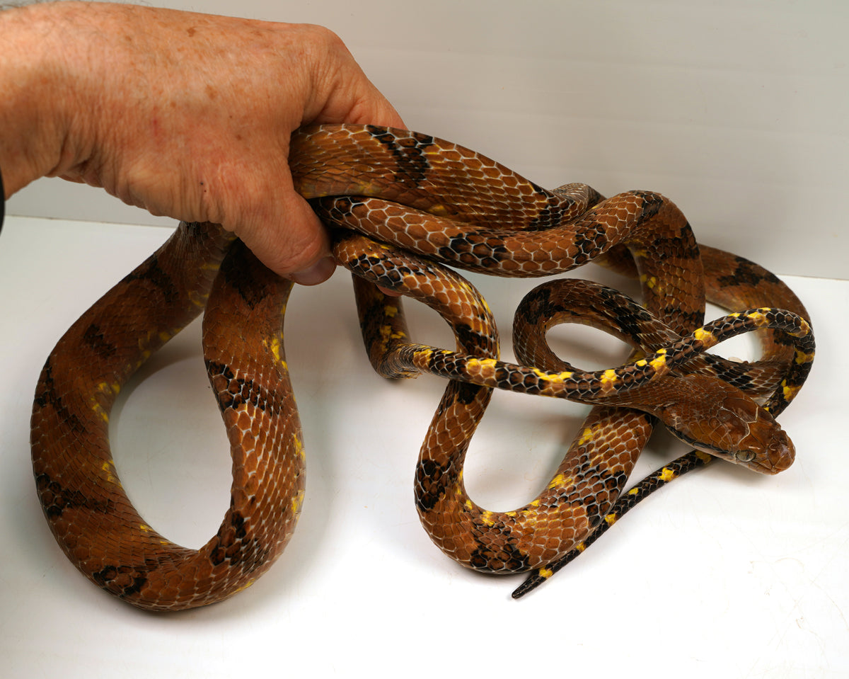 Female Mangrove Dog Toothed Cateye Snake - Established WC Boiga