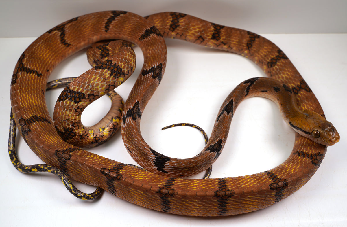 Female Mangrove Dog Toothed Cat Eye Snake - Gorgeous Establsihed Import