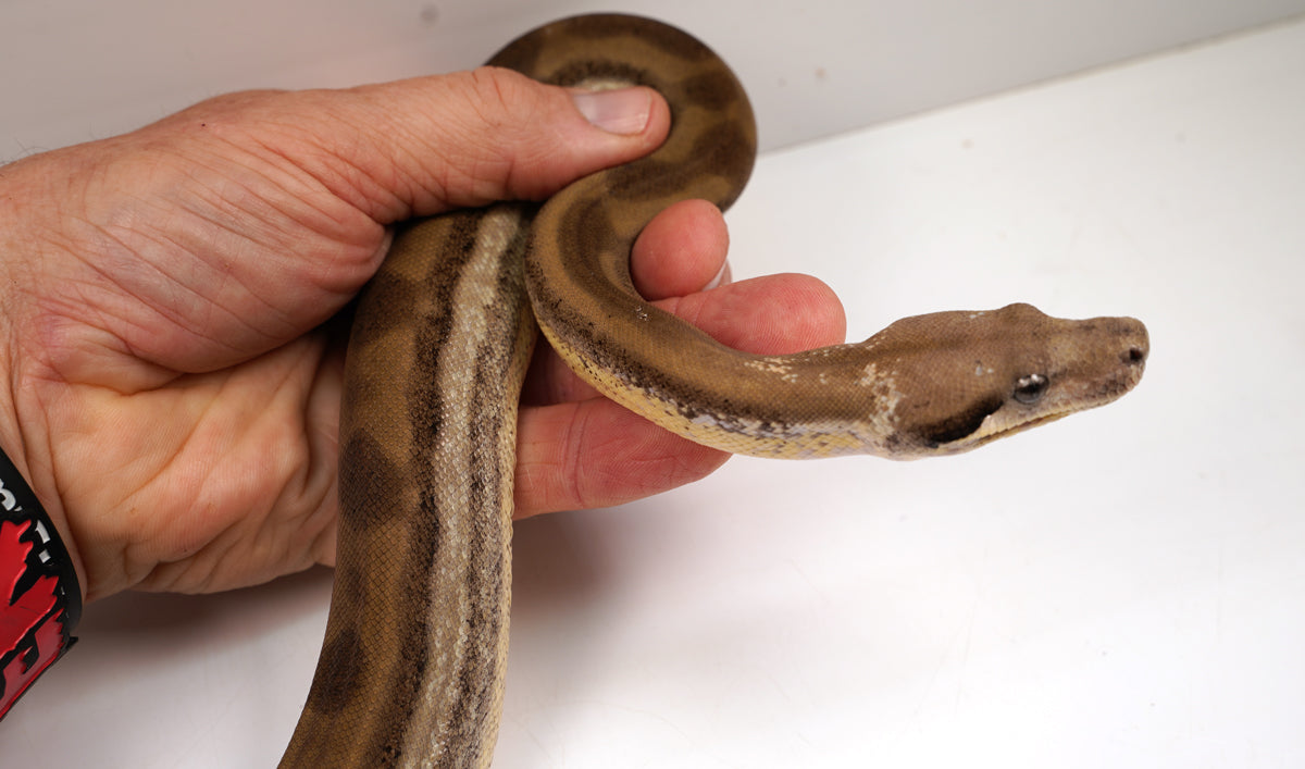 SALE! 21' (Updated) Female Fire Motley Het Anerythristic Possible Het Kahl Albino Boa Constrictor.