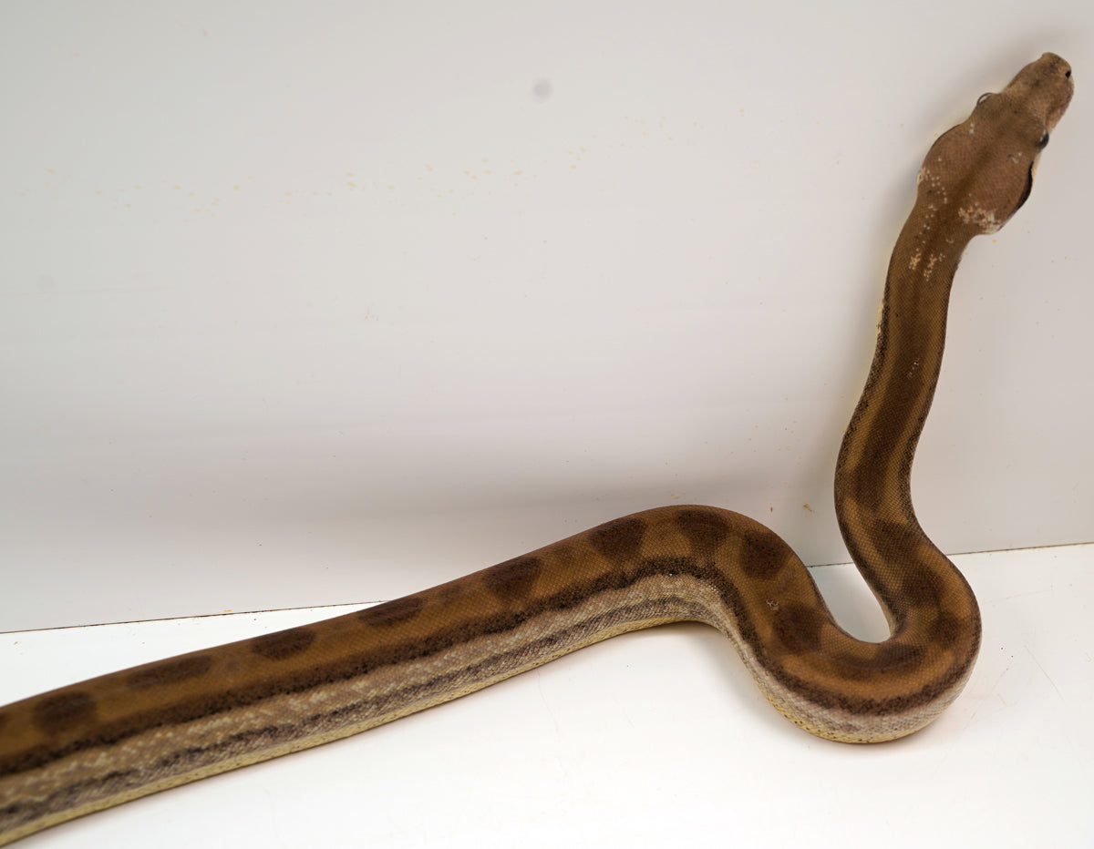 SALE! 21' (Updated)  Female Anery ODD  Motley Fire Poss. Het Khal Albino Boa Constrictor.