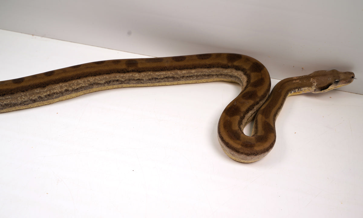 SALE! 21' (Updated) Female Fire Motley Het Anerythristic Possible Het Kahl Albino Boa Constrictor.