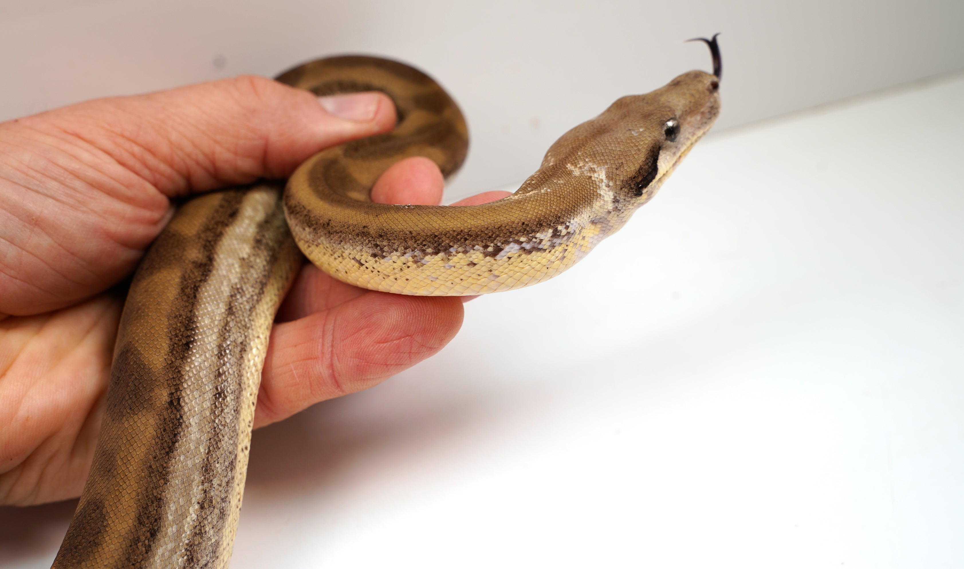 SALE! 21' (Updated)  Female Anery ODD  Motley Fire Poss. Het Khal Albino Boa Constrictor.