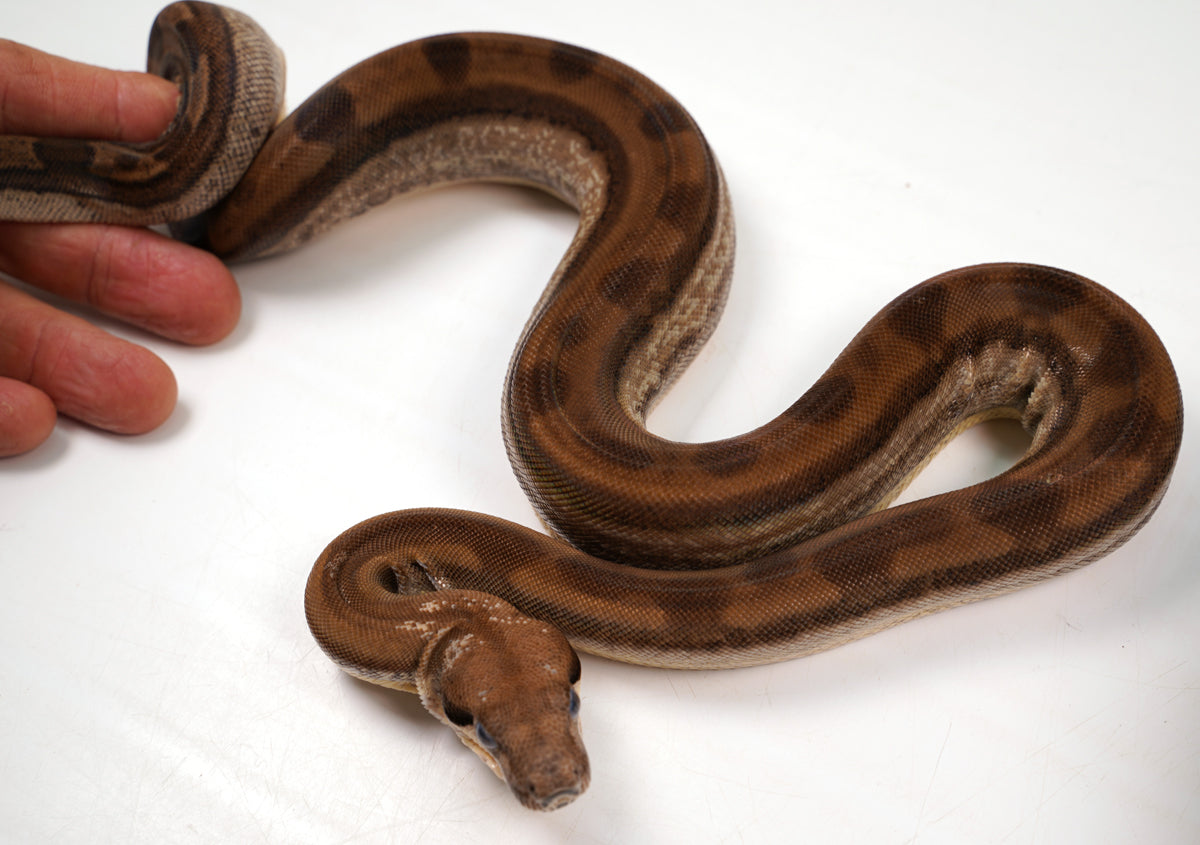 SALE! 21' (Updated)  Female Anery ODD  Motley Fire Poss. Het Khal Albino Boa Constrictor.