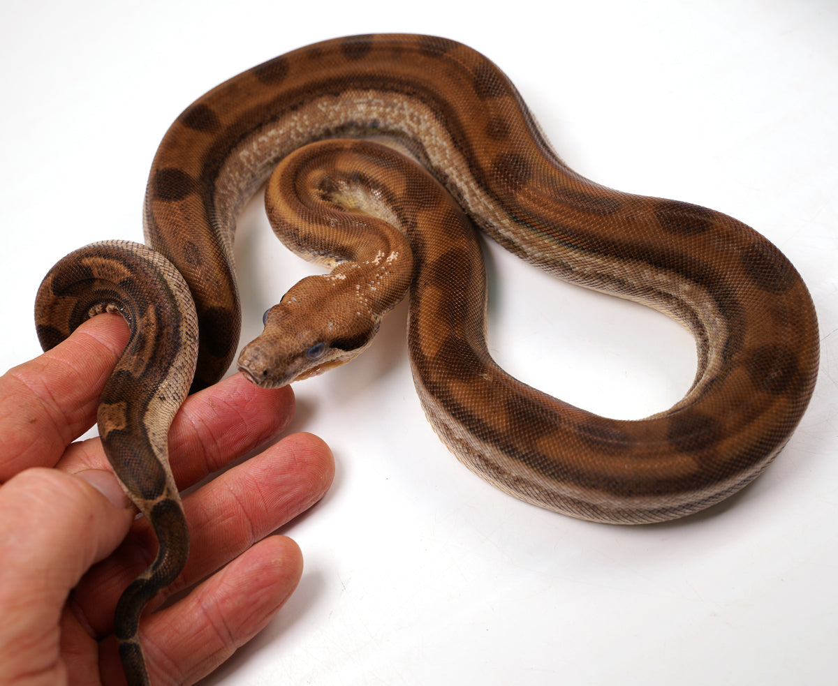 SALE! 21' (Updated) Female Fire Motley Het Anerythristic Possible Het Kahl Albino Boa Constrictor.