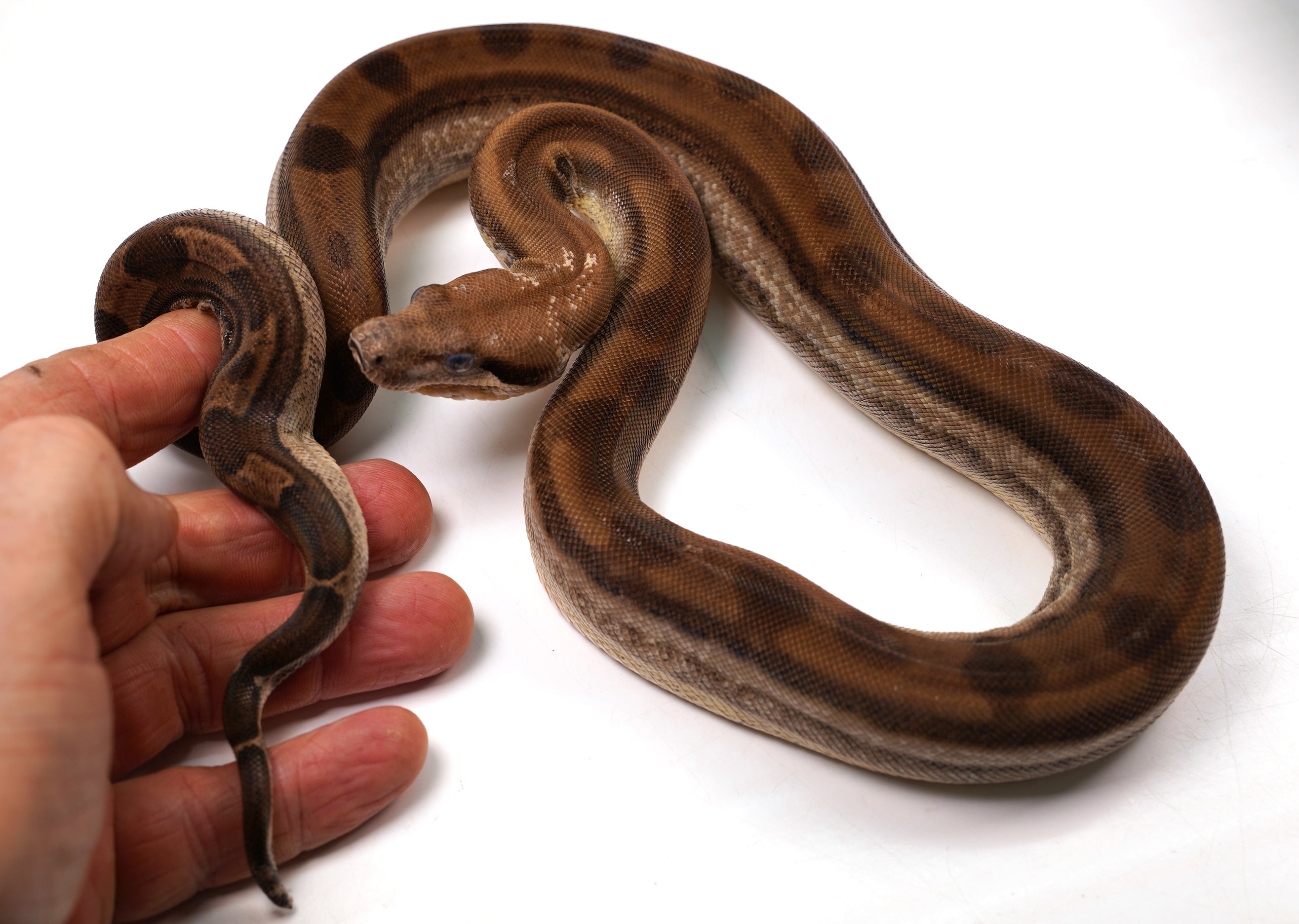 SALE! 21' (Updated)  Female Anery ODD  Motley Fire Poss. Het Khal Albino Boa Constrictor.