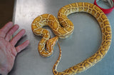 Load image into Gallery viewer, Female Gulf Coast Caramel Burmese Python