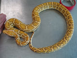 Load image into Gallery viewer, Female Gulf Coast Caramel Burmese Python