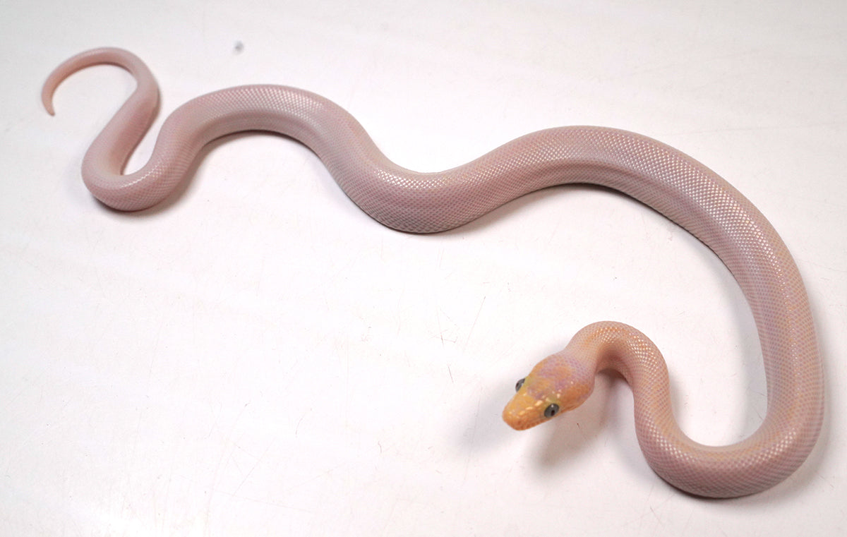 CB24' Male Blue Eyed Leucistic Colombian Rainbow Boa