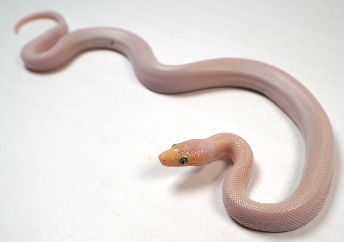 CB24' Male Blue Eyed Leucistic Colombian Rainbow Boa