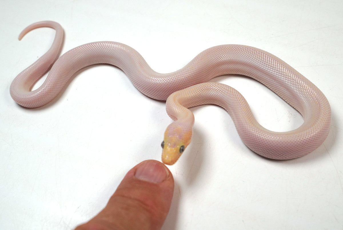 CB24' Male Blue Eyed Leucistic Colombian Rainbow Boa