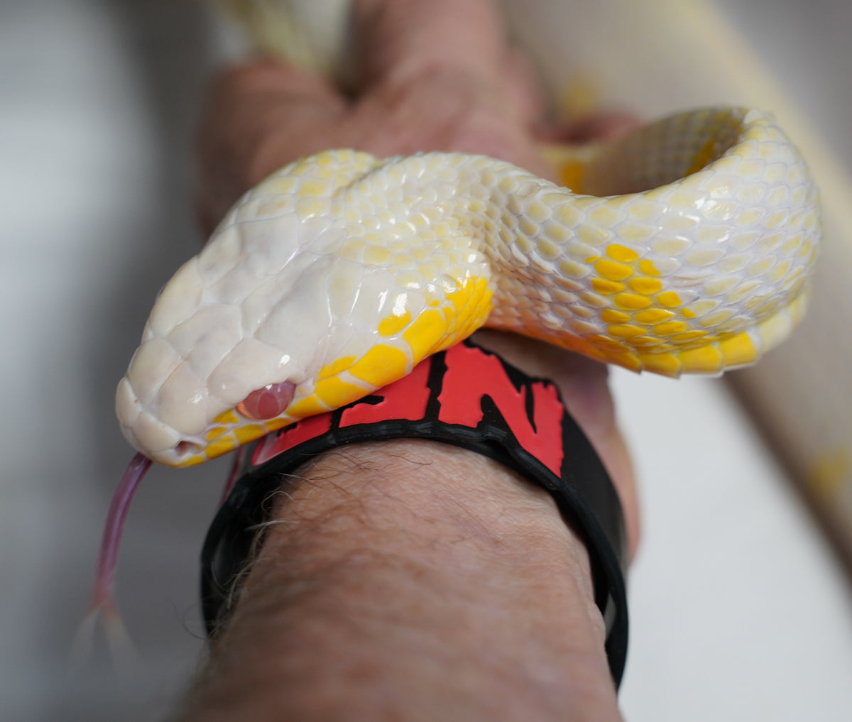 24' Male Het TNEG Albino Mangrove Snake - Boiga Melanota from Crowley
