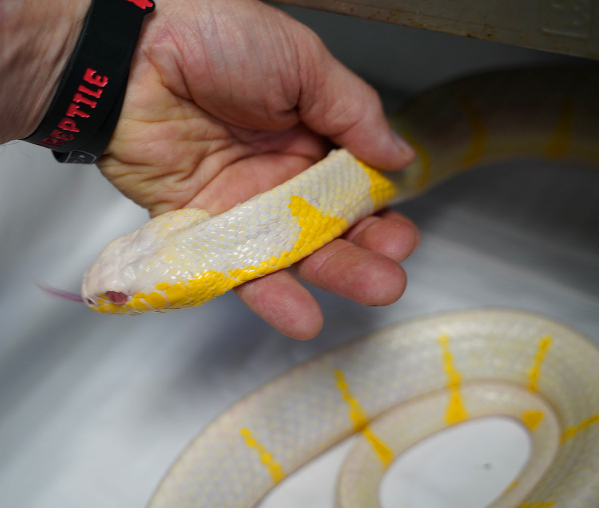 24' Male Het TNEG Albino Mangrove Snake - Boiga Melanota from Crowley