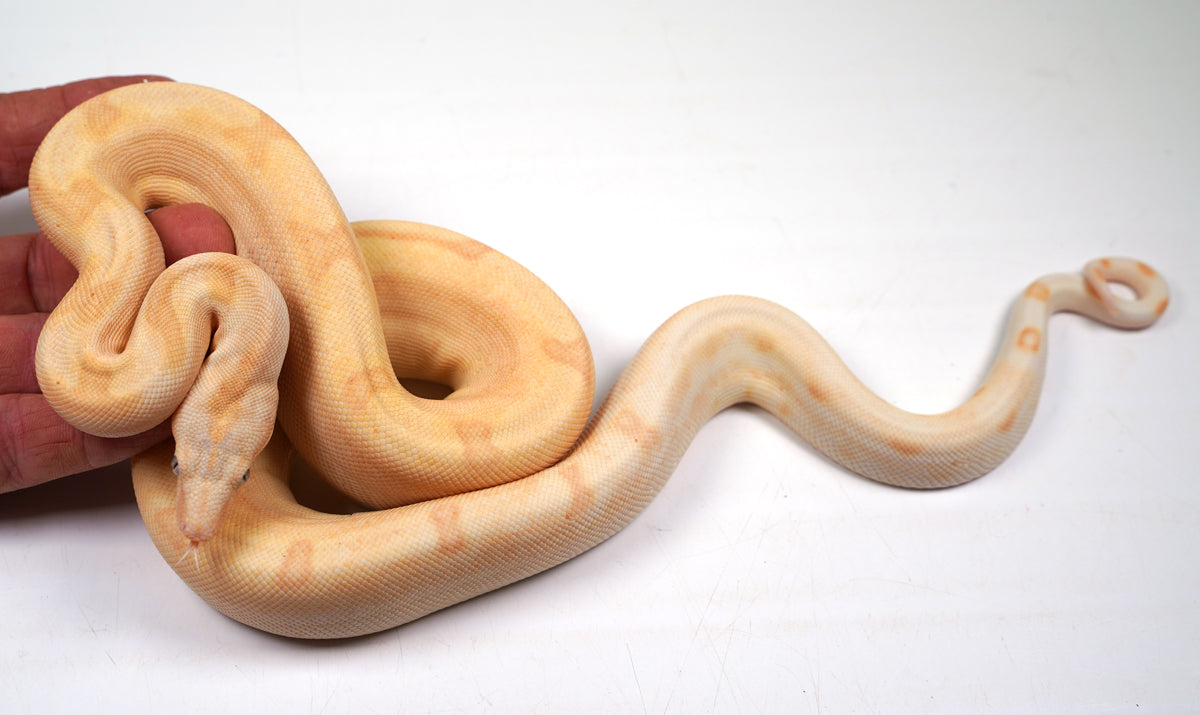 23' Male Crystal - Super Labyrinth Boa Poss Hypo 66% Poss VPI TPos Boa Constrictor
