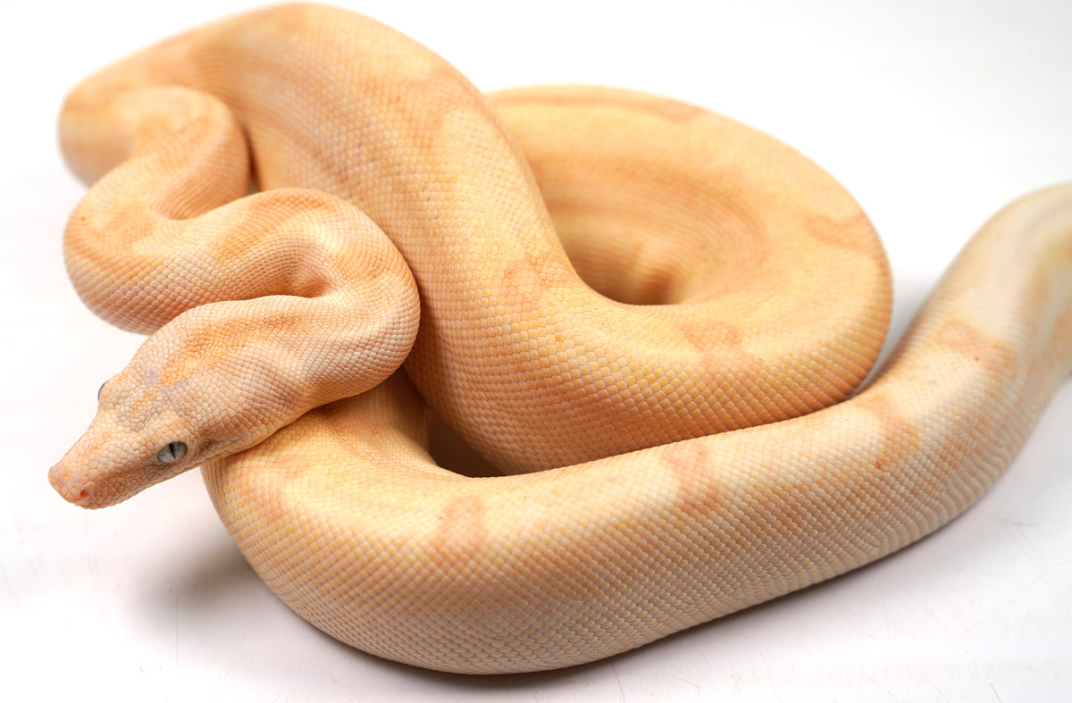 23' Male Crystal - Super Labyrinth Boa Poss Hypo 66% Poss VPI TPos Boa Constrictor