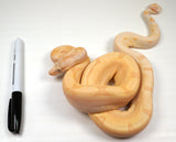 Load image into Gallery viewer, 23&#39; Male Crystal - Super Labyrinth Boa Poss Hypo 66% Poss VPI TPos Boa Constrictor