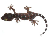 Load image into Gallery viewer, CBB Juvenile Male Tokay Gecko