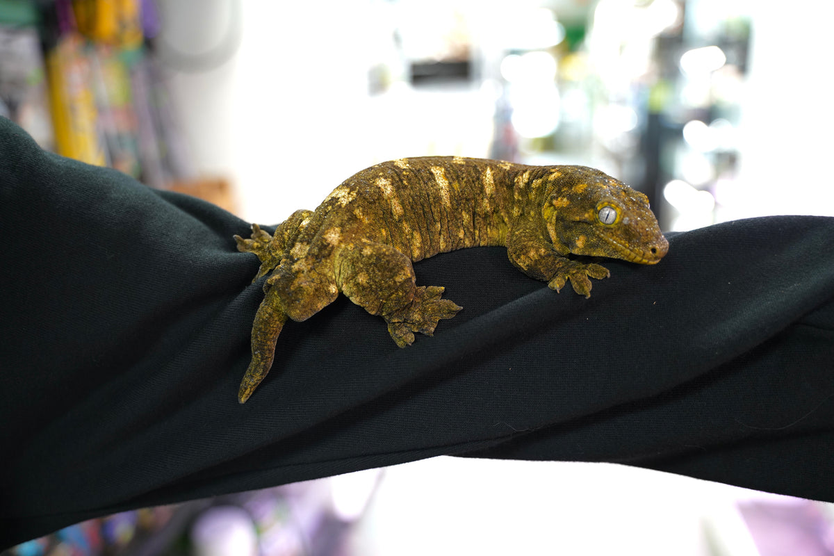 Breeding Pair Leachianus Geckos New England Reptile NERD breeding-pair-leachianus-geckos-new-england-reptile-nerd