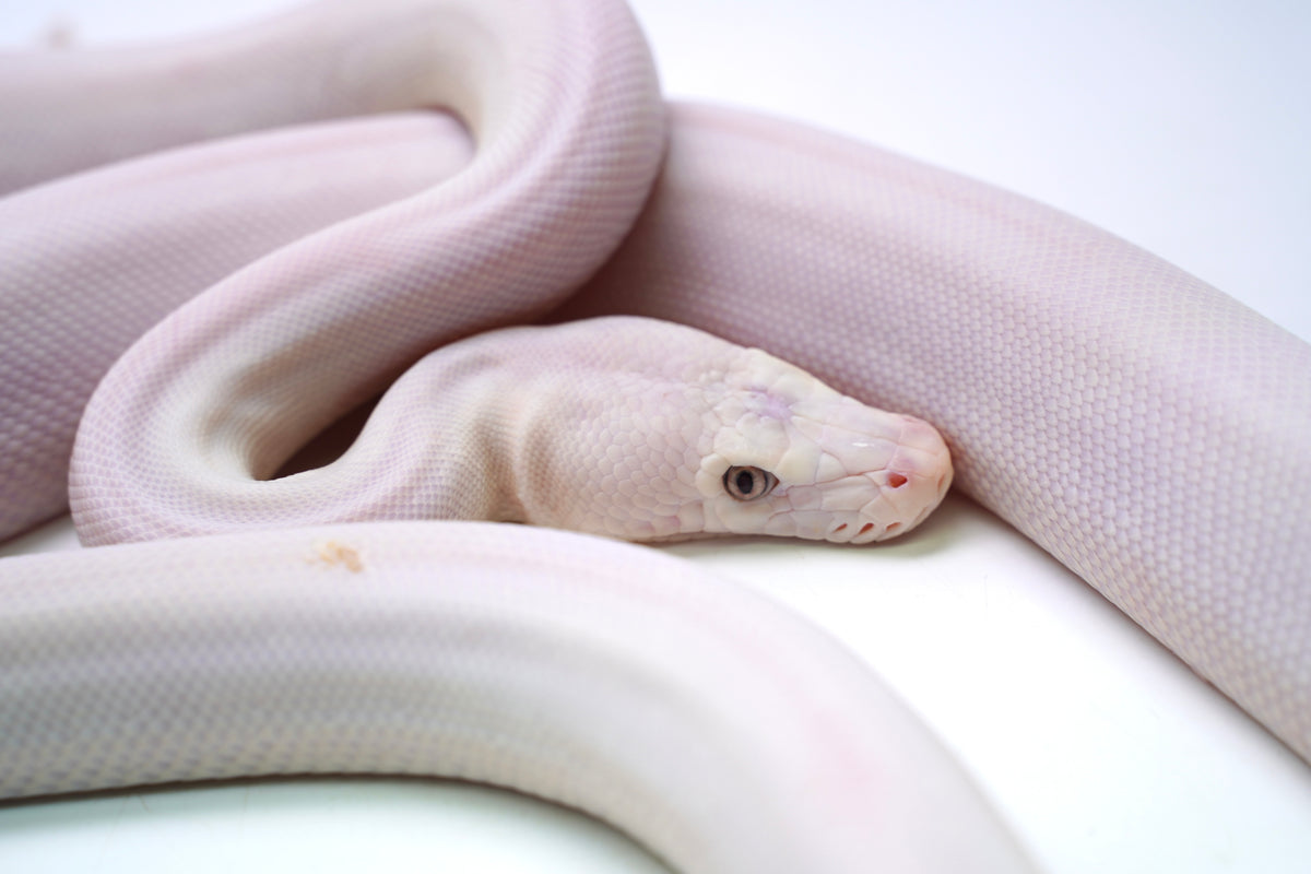 Female Super Phantom Reticulated Python – New England Reptile - NERD