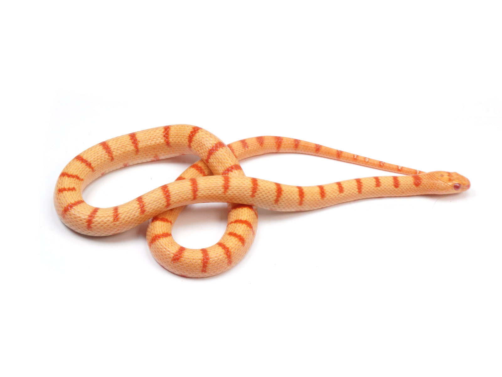 2021 Albino Thayeri Durango Mountain King Snake.