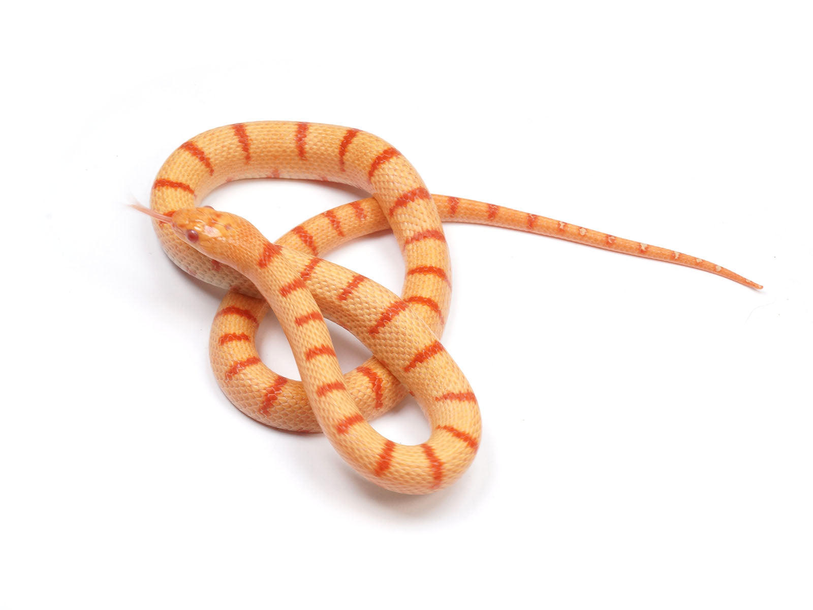 2021 Albino Thayeri Durango Mountain King Snake.