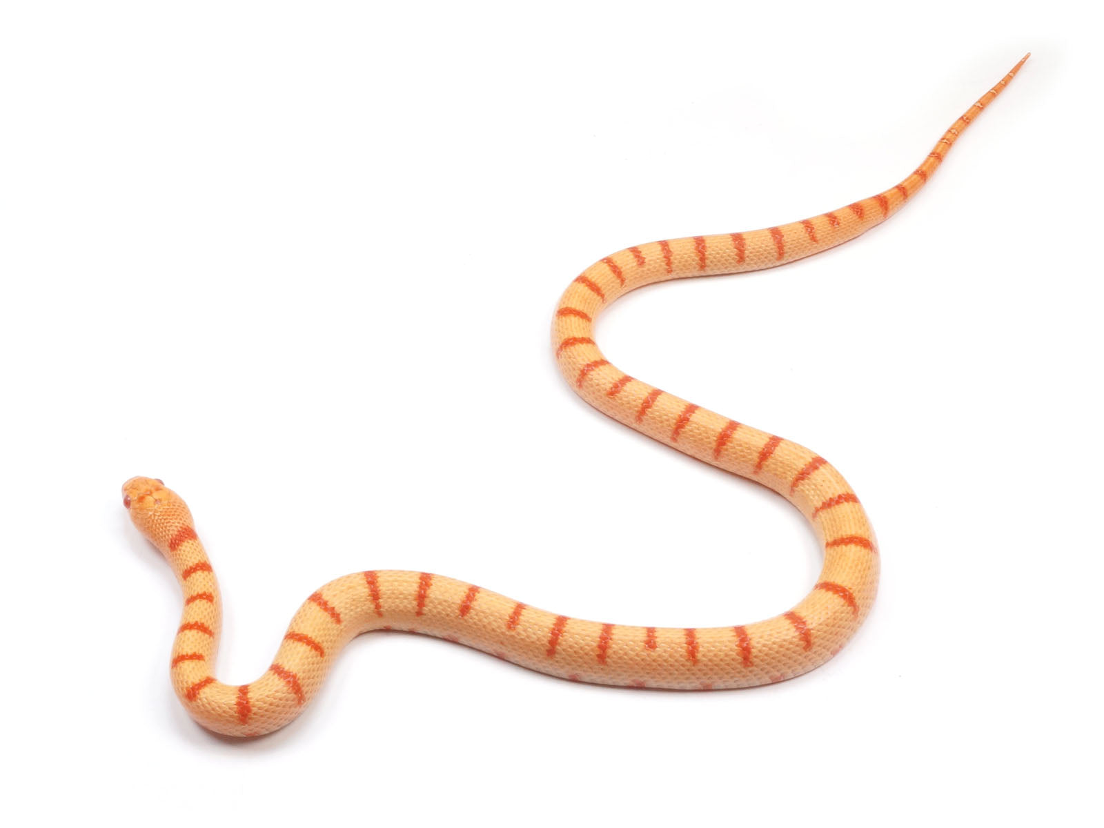 2021 Albino Thayeri Durango Mountain King Snake.
